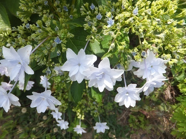 DSCF2263.jpg