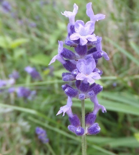 DSCF2270.jpg
